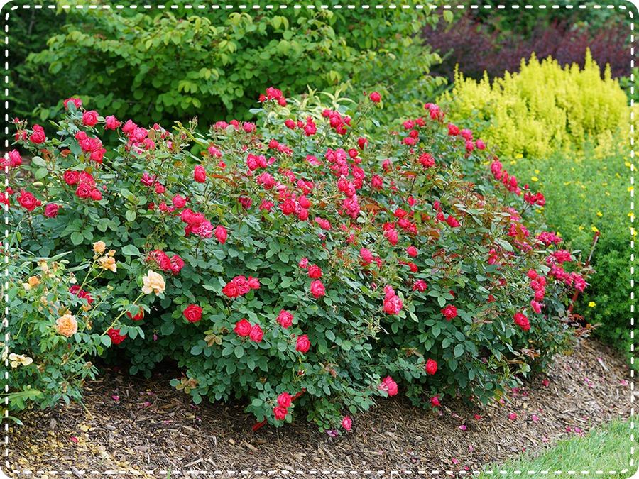 Cherry Bonica róża rabatowa